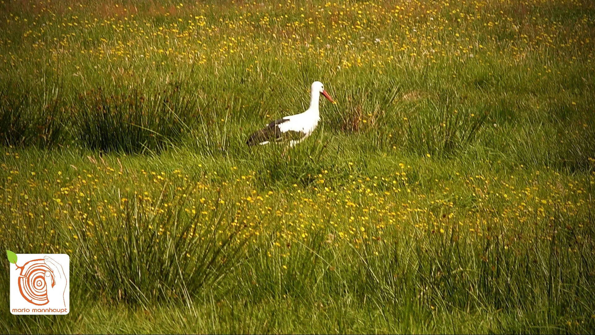 Ein Storch auf der Wiese am Kreativplatz Luckenwalde